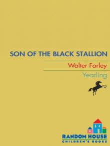 Son of the Black Stallion