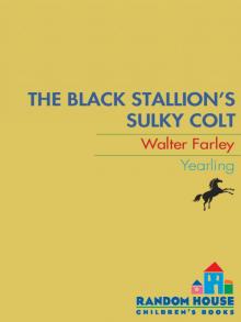 The Black Stallion's Sulky Colt