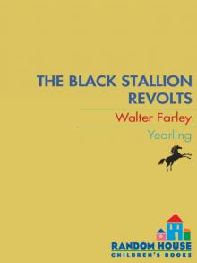 The Black Stallion Revolts