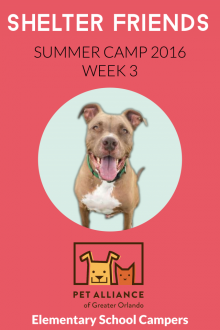 Shelter Friends Summer Camp 2016: Week 3