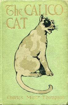 The Calico Cat