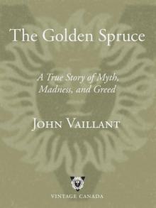 The Golden Spruce