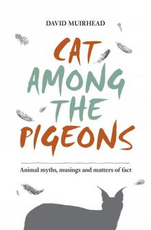 Cat among the pigeons