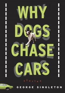 Why Dogs Chase Cars